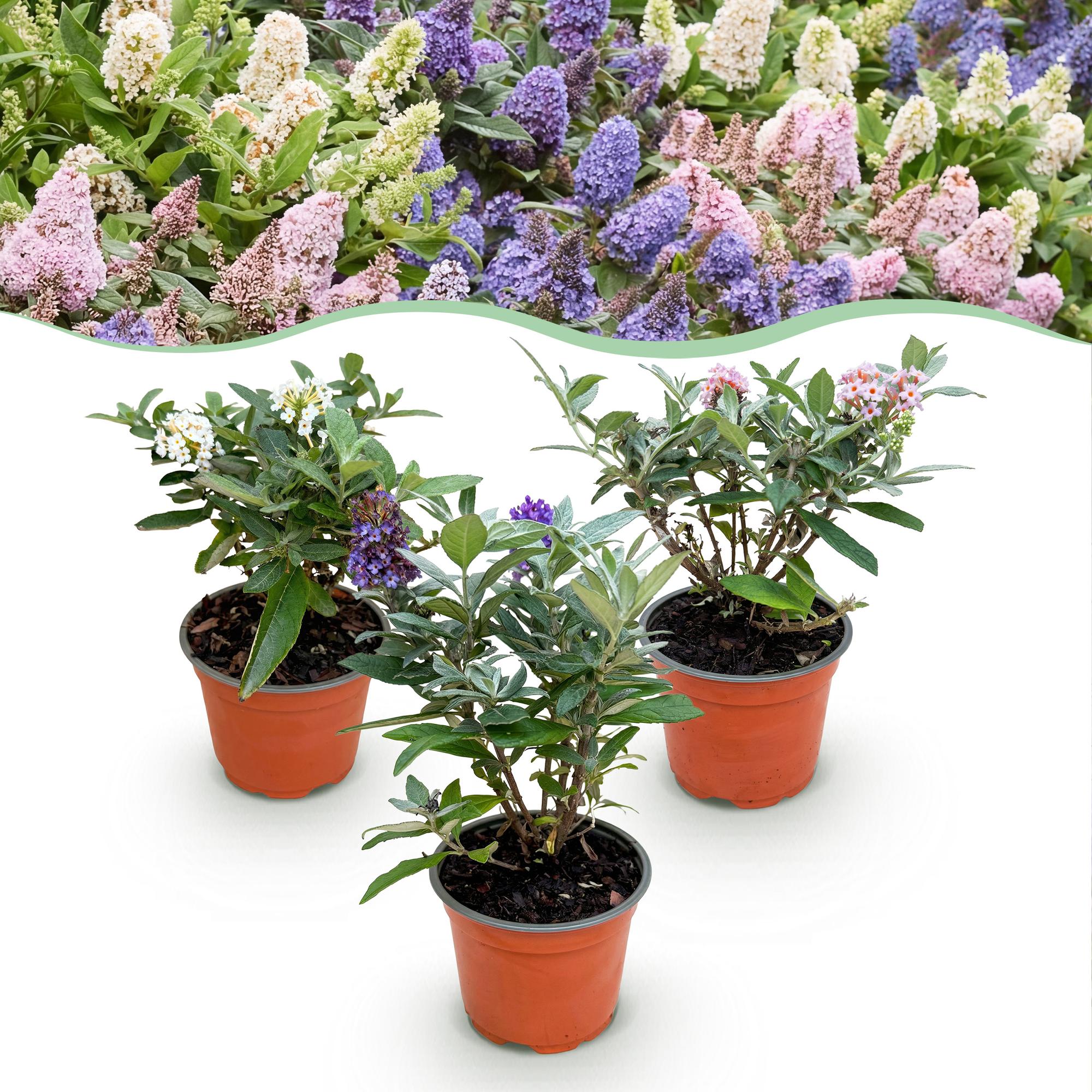 Tuinplant - Buddleja davidii Butterfly Candy Little Tricolour - Vlinderstruik - Compact - Roze-Wit-Lila - 3 Planten - Pot 12cm - Hoogte 20-25cm