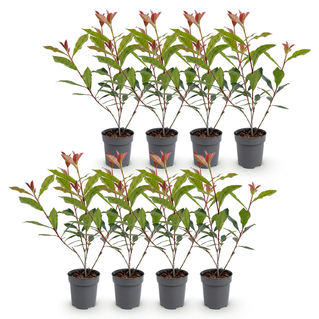 8x Photinia fraseri Carre Rouge - Glansmispel - Haagplanten - Groenblijvend - Rood - Pot 9cm - Hoogte 25-35cm