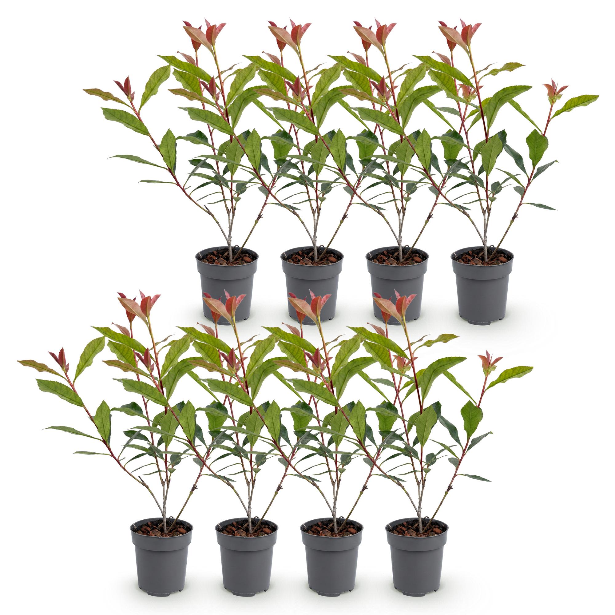 8x Photinia fraseri Carre Rouge - Glansmispel - Haagplanten - Groenblijvend - Rood - Pot 9cm - Hoogte 25-35cm