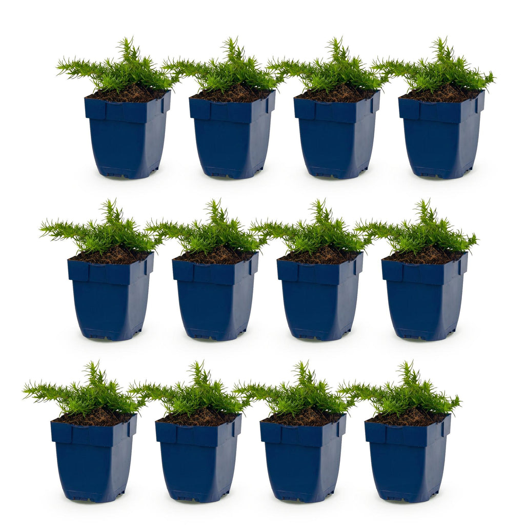 Vasteplant - Phlox Maischnee - Vlambloem - Bodembedekkend - Wit - 12 Planten - Pot 11cm - Hoogte 15-25cm