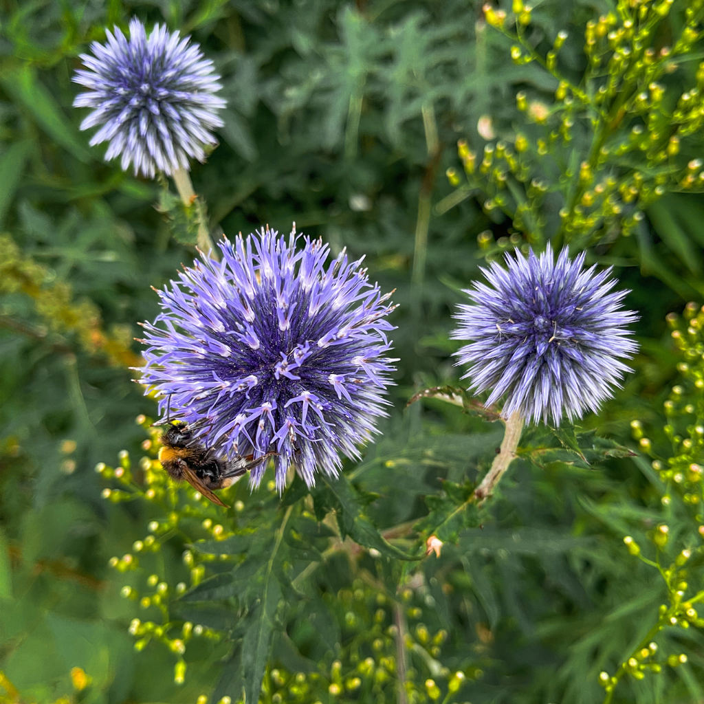 48x Echinops ritro - ↕10-25cm - Ø9cm