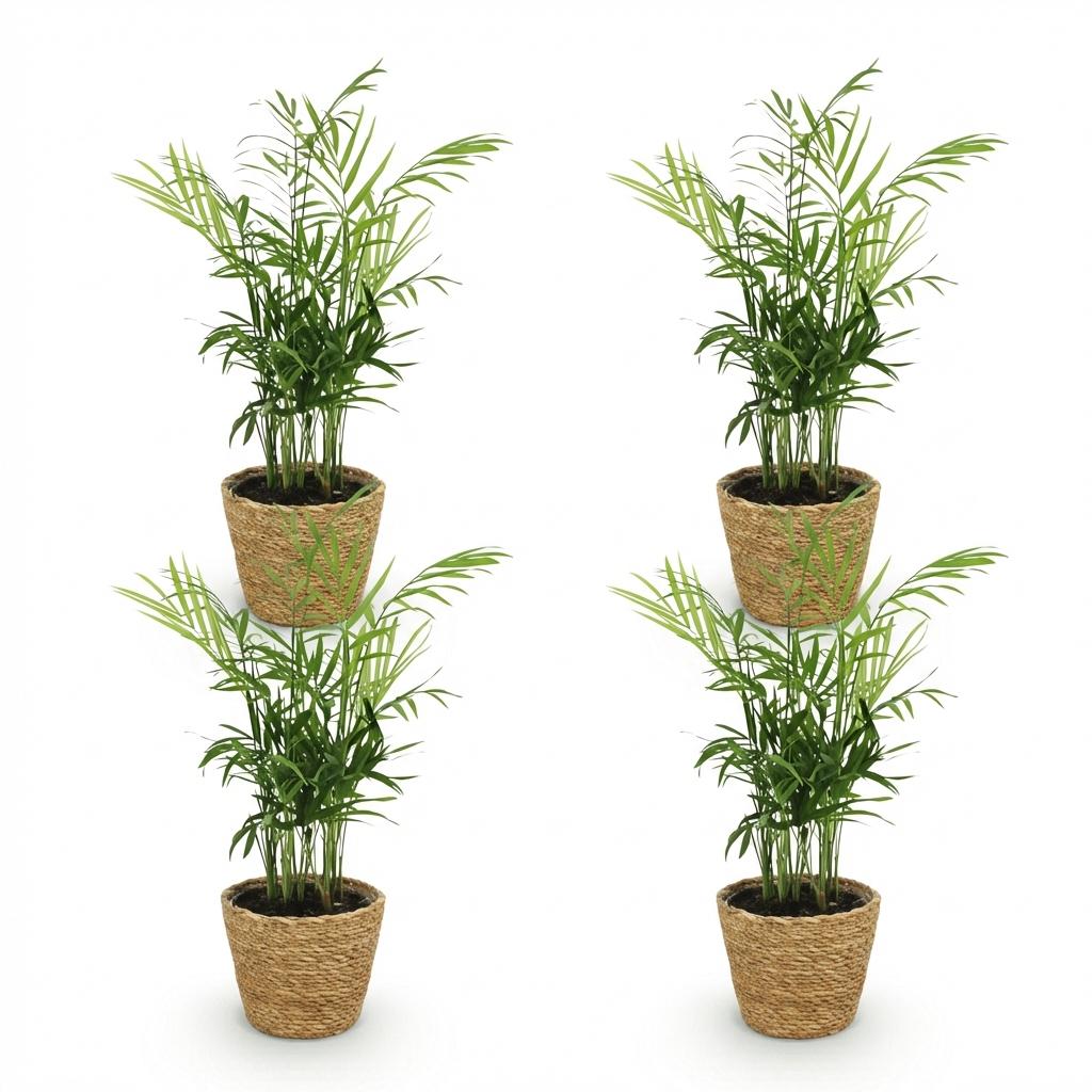 Kamerplant - Chamaedorea elegans - Goudpalm - Huisdiervriendelijke Plant - Groen - 4 Planten - met Mand - Pot 12cm - Hoogte 15cm