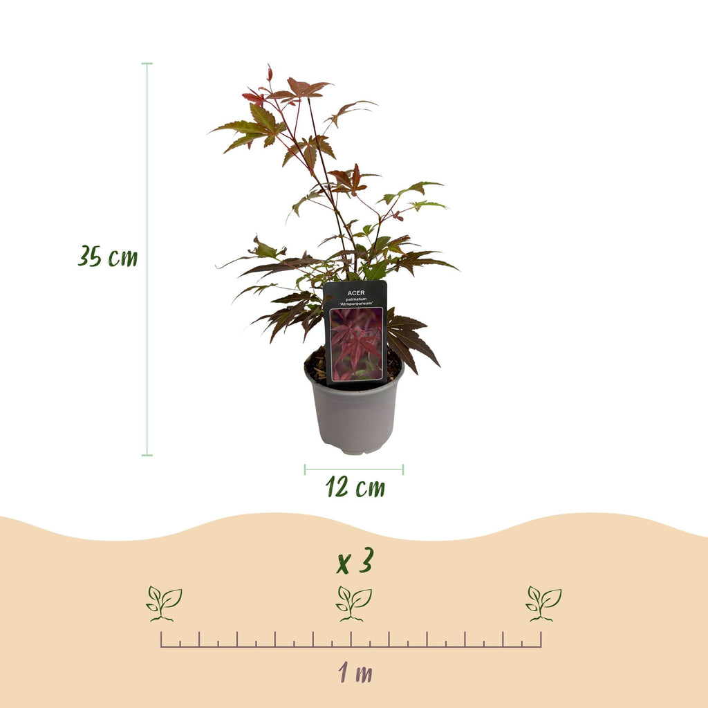 Tuinplant - Acer palmatum Atropurpureum - Paars - 1 Plant - Blad verliezend - Weinig Onderhoud - Pot 12cm Hoogte 35cm