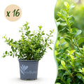 Buxus Haag - BetterBuxus Babylon Beauty - Resistant tegen de Buxus schimmel - 16 planten - 2 strekkende meter - pot 9cm hoogte 20-25