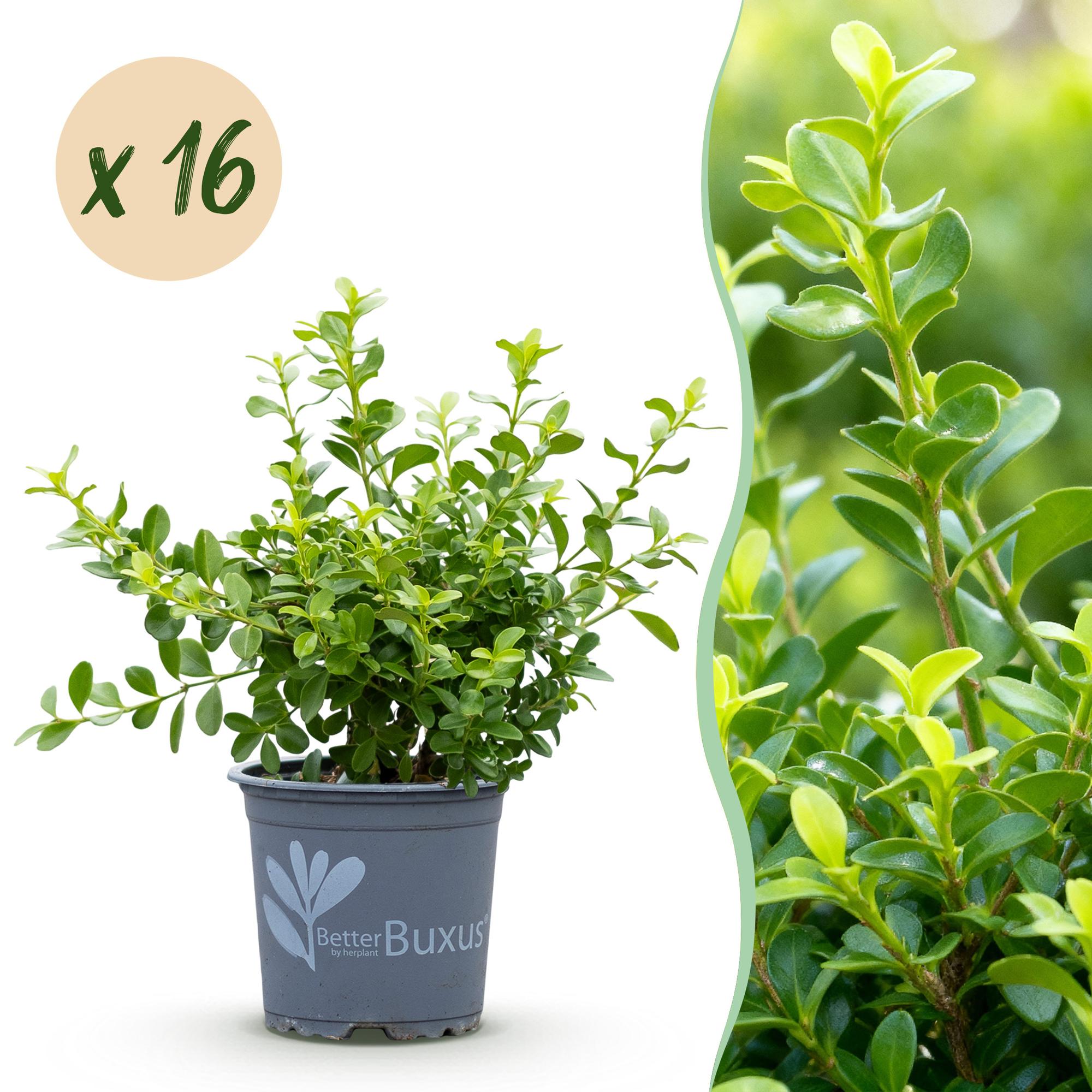 Buxus Haag - BetterBuxus Babylon Beauty - Resistant tegen de Buxus schimmel - 16 planten - 2 strekkende meter - pot 9cm hoogte 20-25