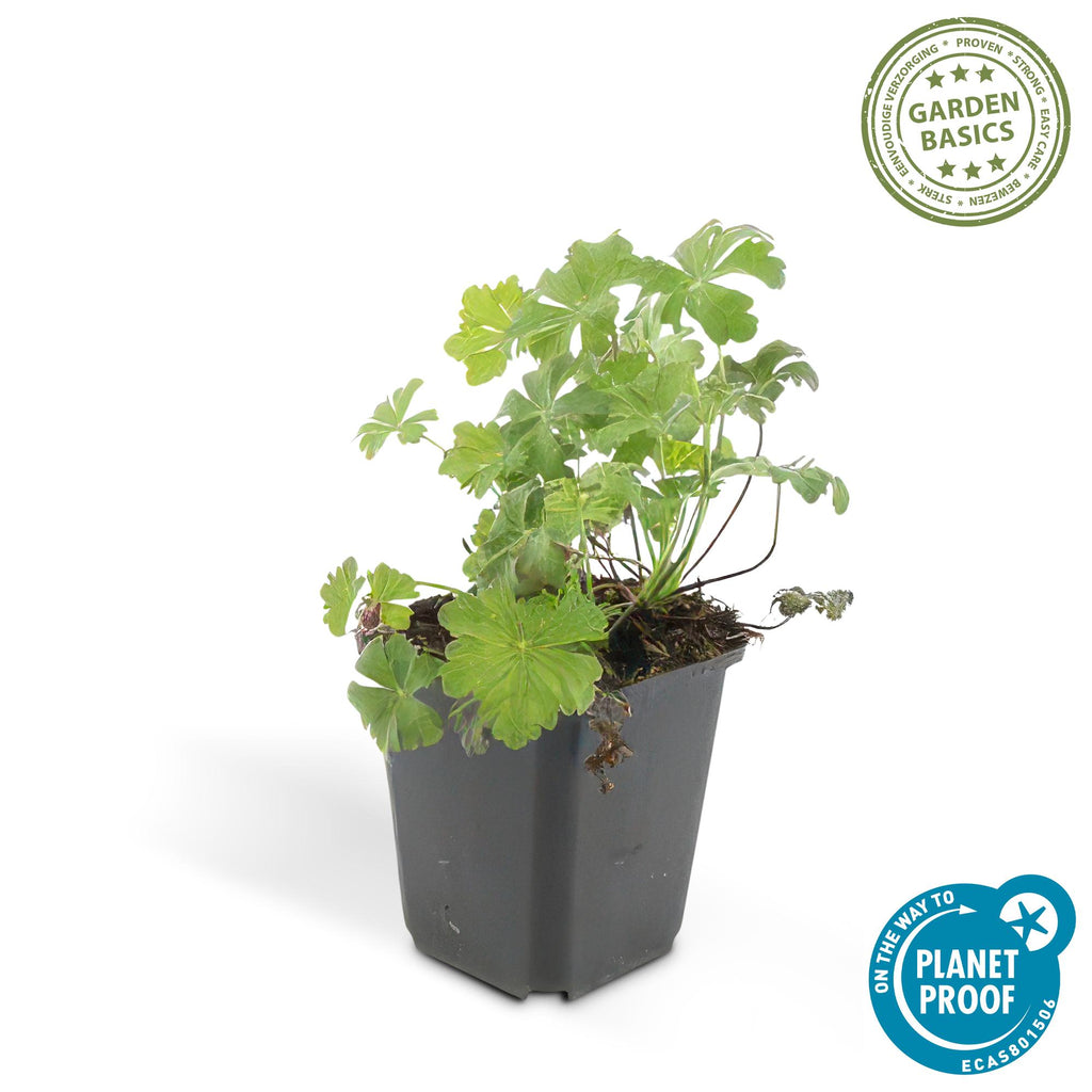 60x Geranium cant. 'Biokovo' - ↕10-25cm - Ø9cm