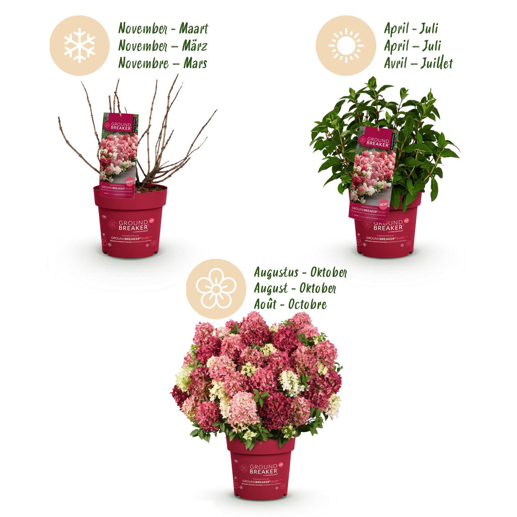 Tuinplant - Hydrangea panniculata Groundbreaker Ruby - Pluimhortensia - Winterhard - Rood - 8 Planten - Pot 14cm - Hoogte 20-25cm