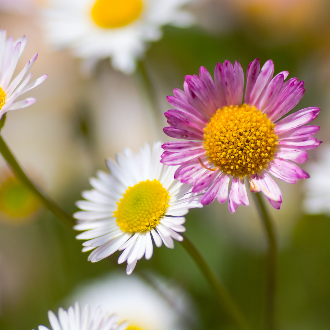 48x Erigeron karvinskianus - ↕10-25cm - Ø9cm