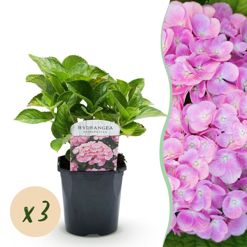 Hortensia - Hydrangea macrophylla Roze - Bloem Roze - 3 Planten - 1 m2 - Bladverliezend - Weinig Onderhoud - Pot 17cm Hoogte 30cm