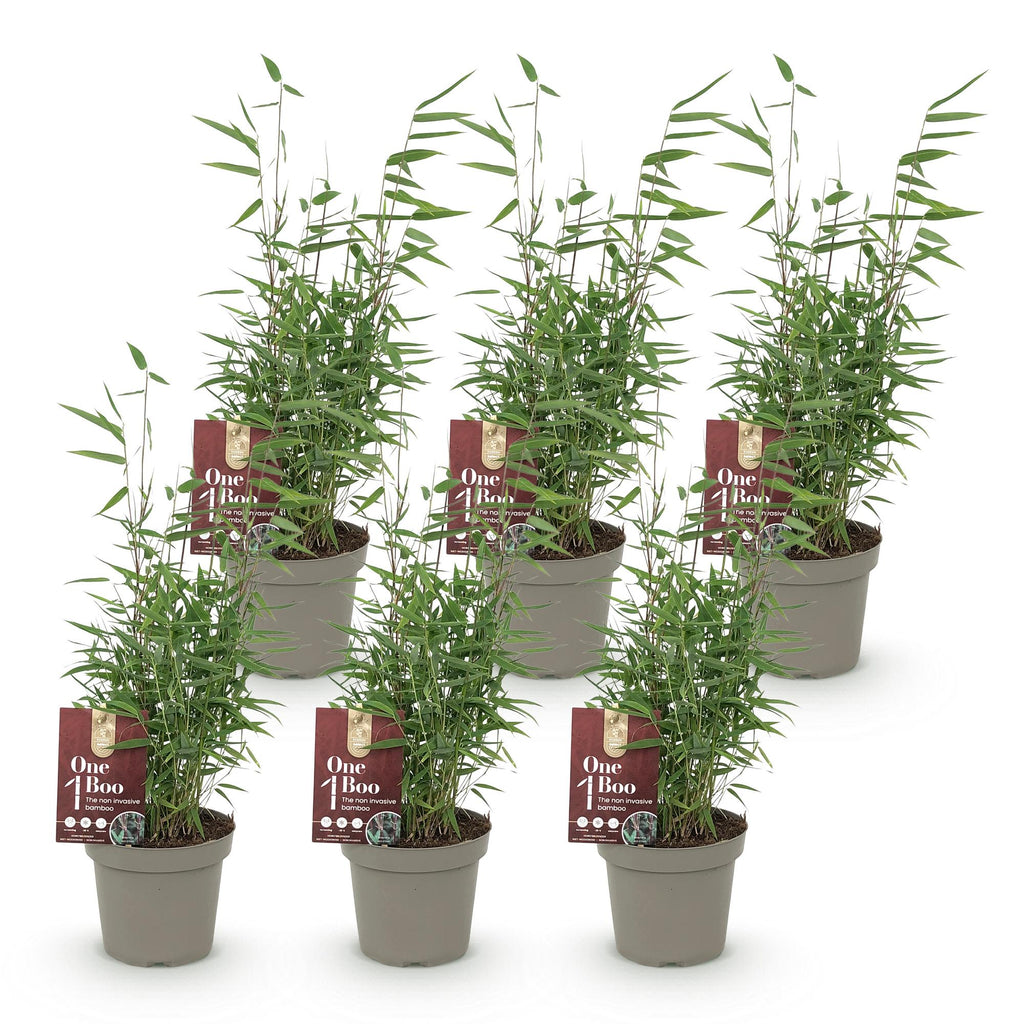 Bamboe - Fargesia Red Dragon - Bladhoudend - Niet Woekerend - Groen - 6 Planten - Pot 14cm - Hoogte 35cm