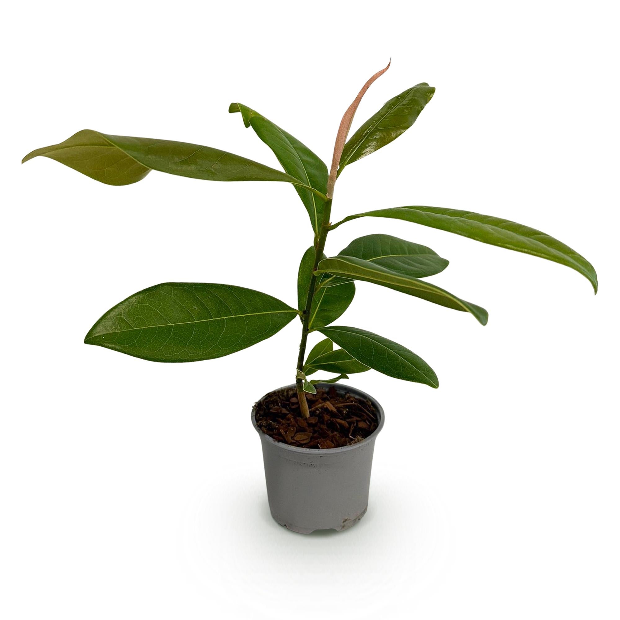 Tuinplant - Magnolia grandiflora - Bloem Wit - 1 Plant - Bladhoudend - Weinig Onderhoud - Pot 12cm Hoogte 30cm