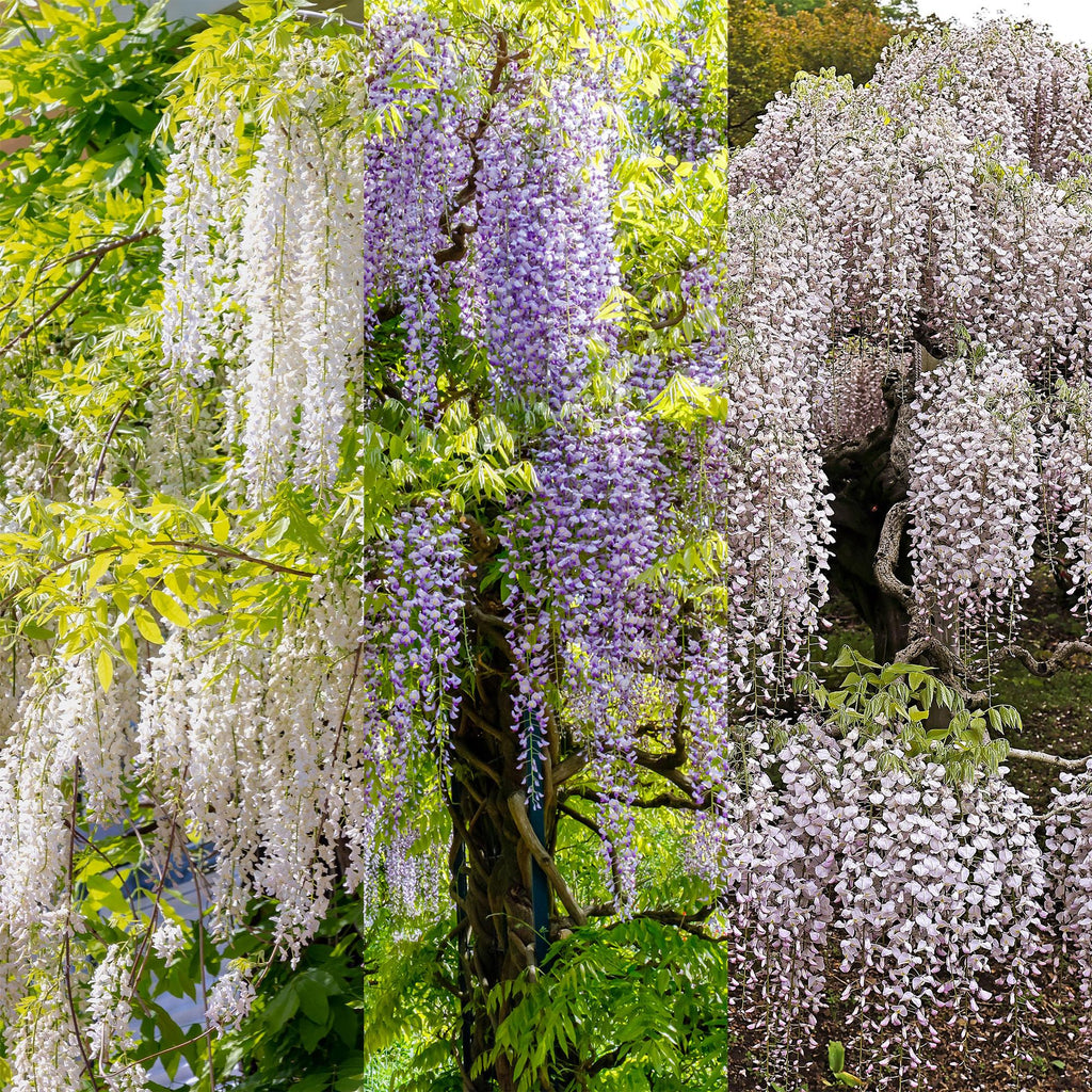 Blauwe regen - Wisteria floribunda Tricolour - Bloemen Blauw Roze Wit  - 3 planten - Pot 11cm Hoogte 40cm