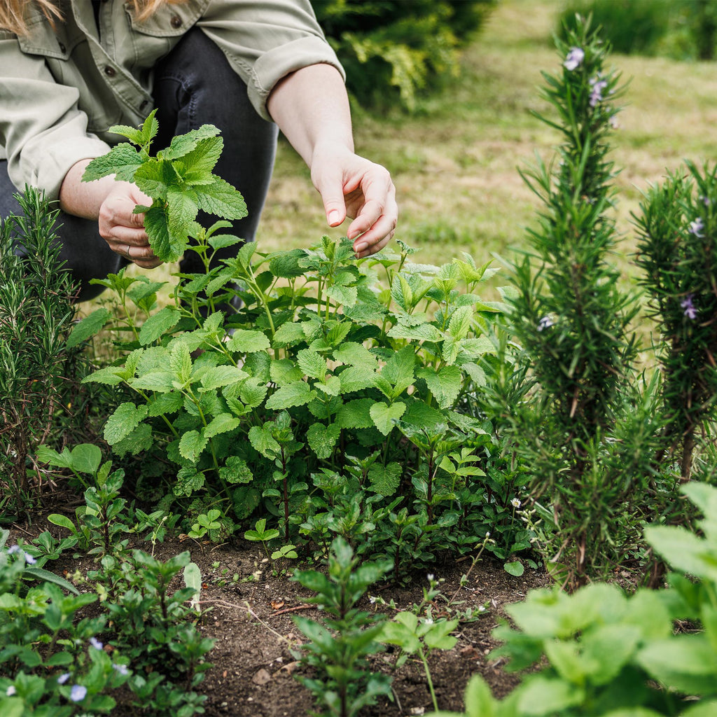 Vasteplant - Borderpakket - Theekruiden - Diversen - Soorten en kleuren - 6 Planten - Pot 11cm - Hoogte 15-25cm