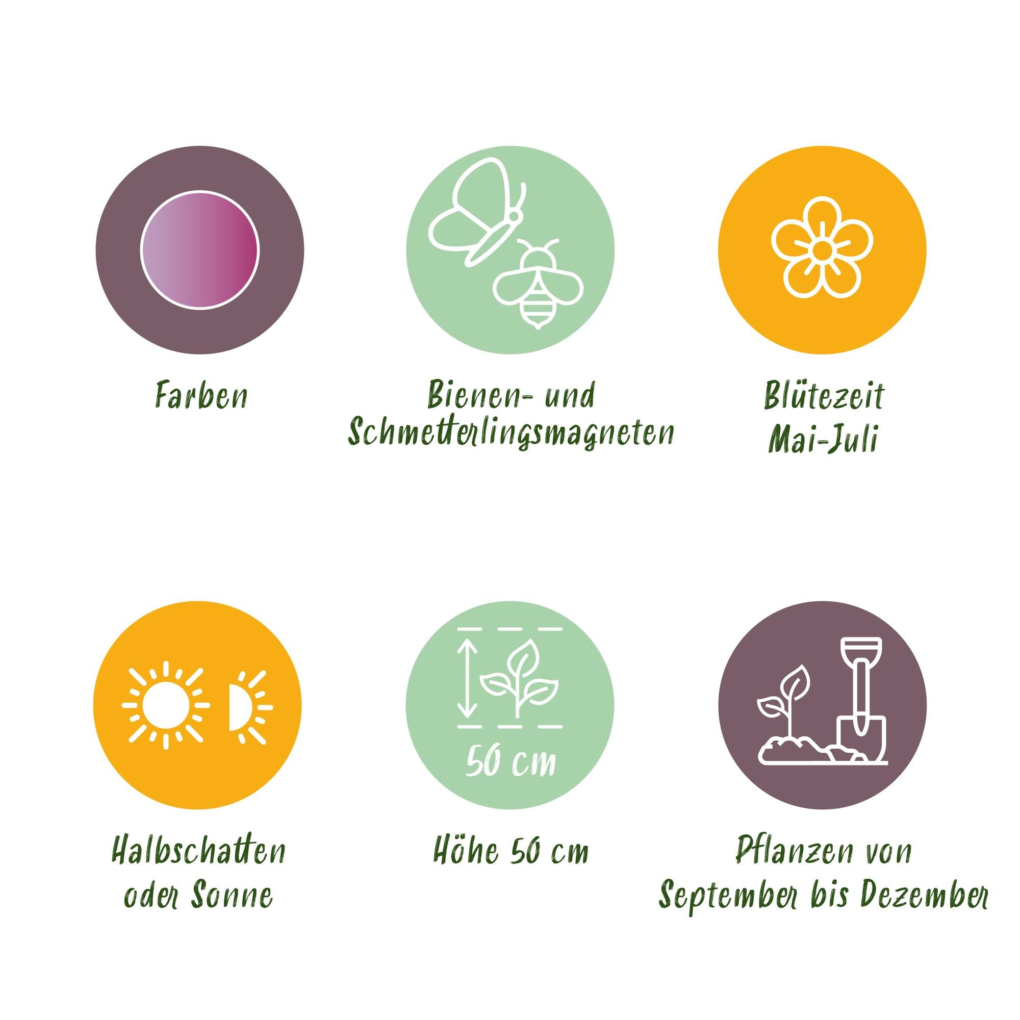 Bloembollen - Allium Christophii - Kleur Paars - 15 stuks - Bolmaat 10/2 - XXL Pack