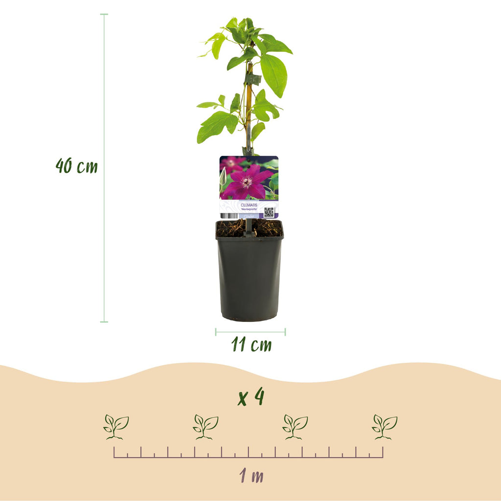 Klimplant - Clematis Westerplatte - Bloem Rood - Weinig onderhoud -2 planten -  Pot 11cm Hoogte 40cm