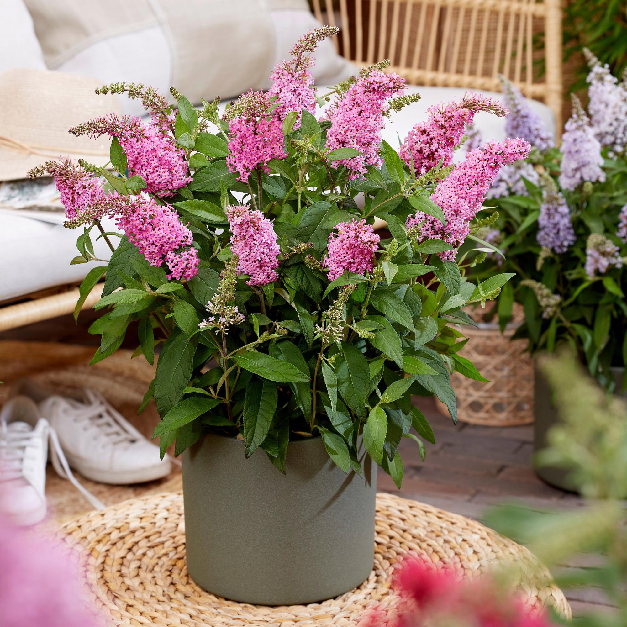 Tuinplant - Buddleja davidii Butterfly Candy Little Pink - Vlinderstruik - Compact - Roze - 3 Planten - Pot 12cm - Hoogte 20-25cm