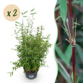 Grassen - Fargesia nitida Red Dragon - Niet Woekerende Bamboe - Bladhoudend - Groen - 2 Planten - Pot 23 cm - Hoogte 80 cm