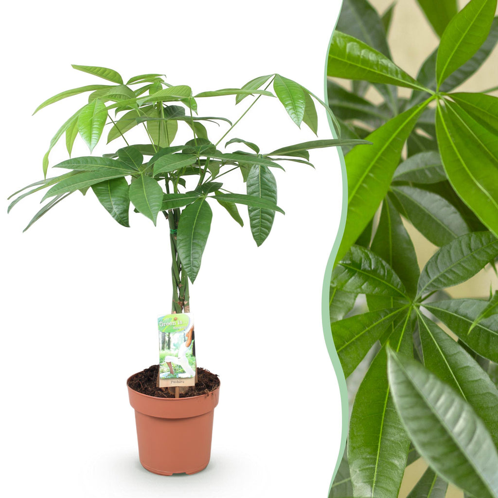 Green is... Kamerplanten - Pachira Aquatica gevlochten stam - Geldboom - Weinig onderhoud - Groen - 1 Plant - Pot 17cm - Hoogte 60-70cm