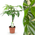 Green is... Kamerplanten - Pachira Aquatica gevlochten stam - Geldboom - Weinig onderhoud - Groen - 1 Plant - Pot 17cm - Hoogte 60-70cm