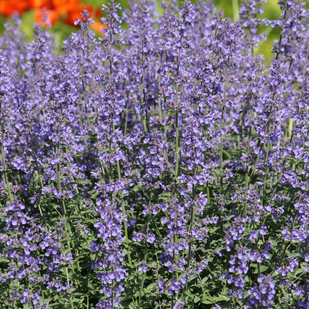 12x Nepeta 'Grol' - ↕10-25cm - Ø9cm