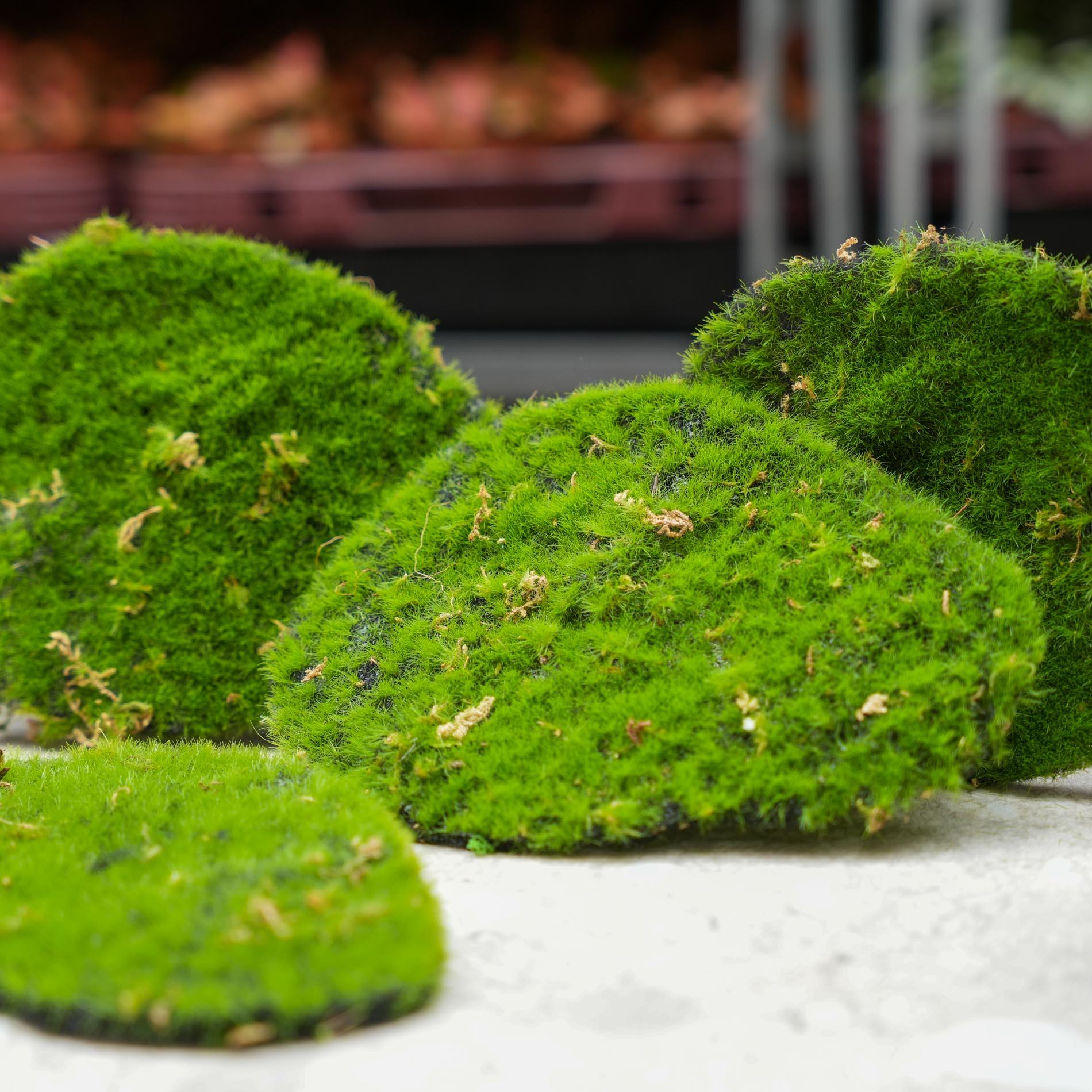 Mosplaat – Groen mos – Set van 4 – Kunstmos - ARTIFICIAL