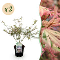 Terrasplant - Japanse Esdoorn - Acer palmatum Iyoshi - Roze - 2 Planten - Bladverliezend - Pot 19cm Hoogte 70cm