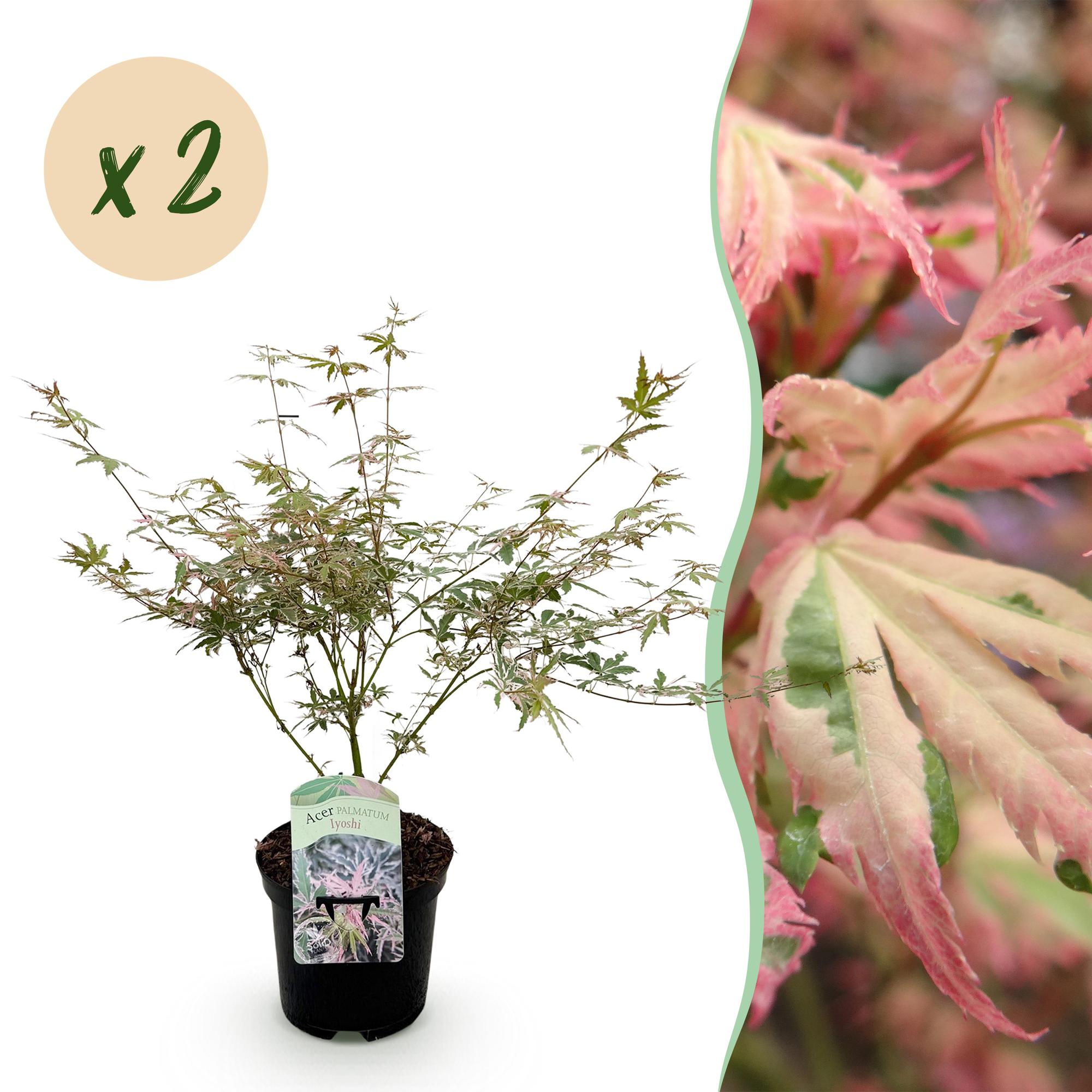 Terrasplant - Japanse Esdoorn - Acer palmatum Iyoshi - Roze - 2 Planten - Bladverliezend - Pot 19cm Hoogte 70cm