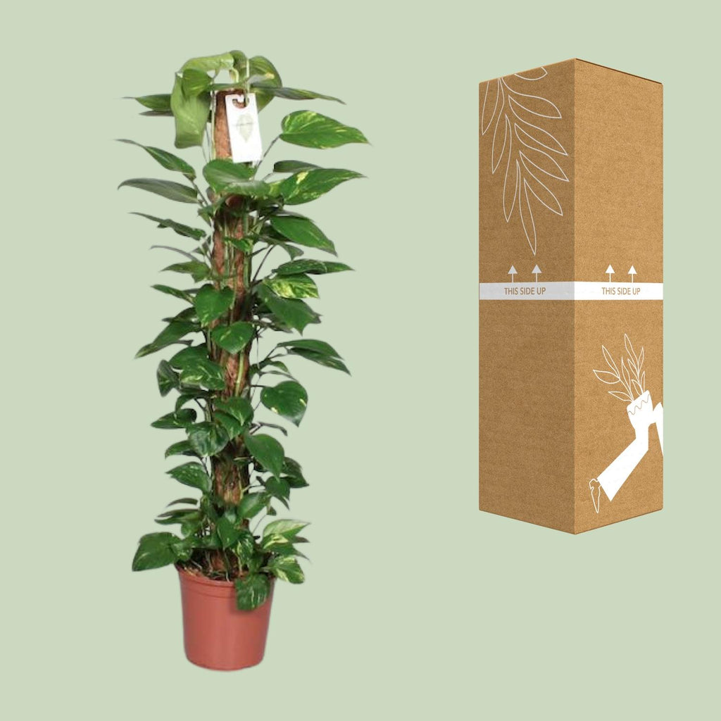 Epipremnum Pinnatum Mosstok 120cm Scindapsus - Ø24cm - ↕120cm