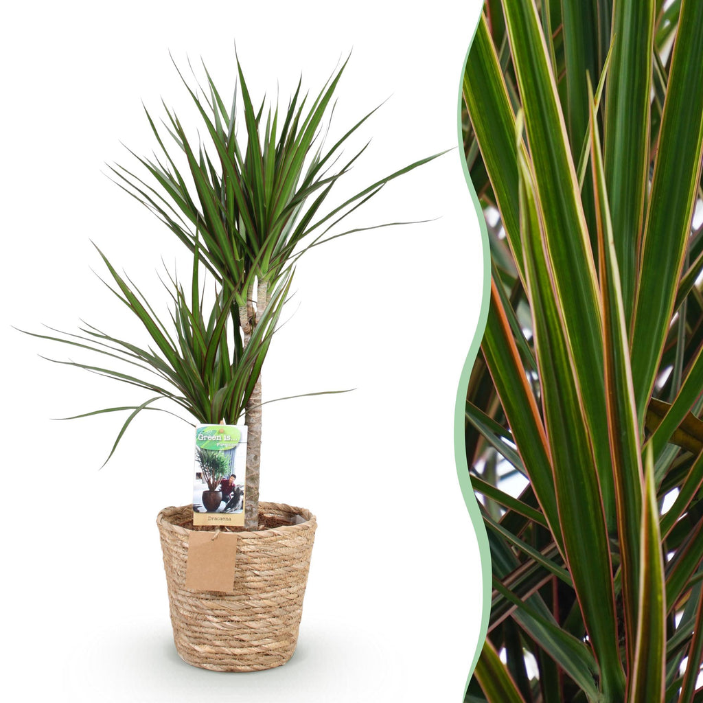 Green is... Kamerplanten - Dracaena Marginata - Drakenbloedboom - Weinig onderhoud - met mand - Groen - 1 Plant - Pot 21cm - Hoogte 90-100cm
