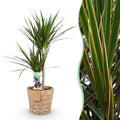 Green is... Kamerplanten - Dracaena Marginata - Drakenbloedboom - Weinig onderhoud - met mand - Groen - 1 Plant - Pot 21cm - Hoogte 90-100cm