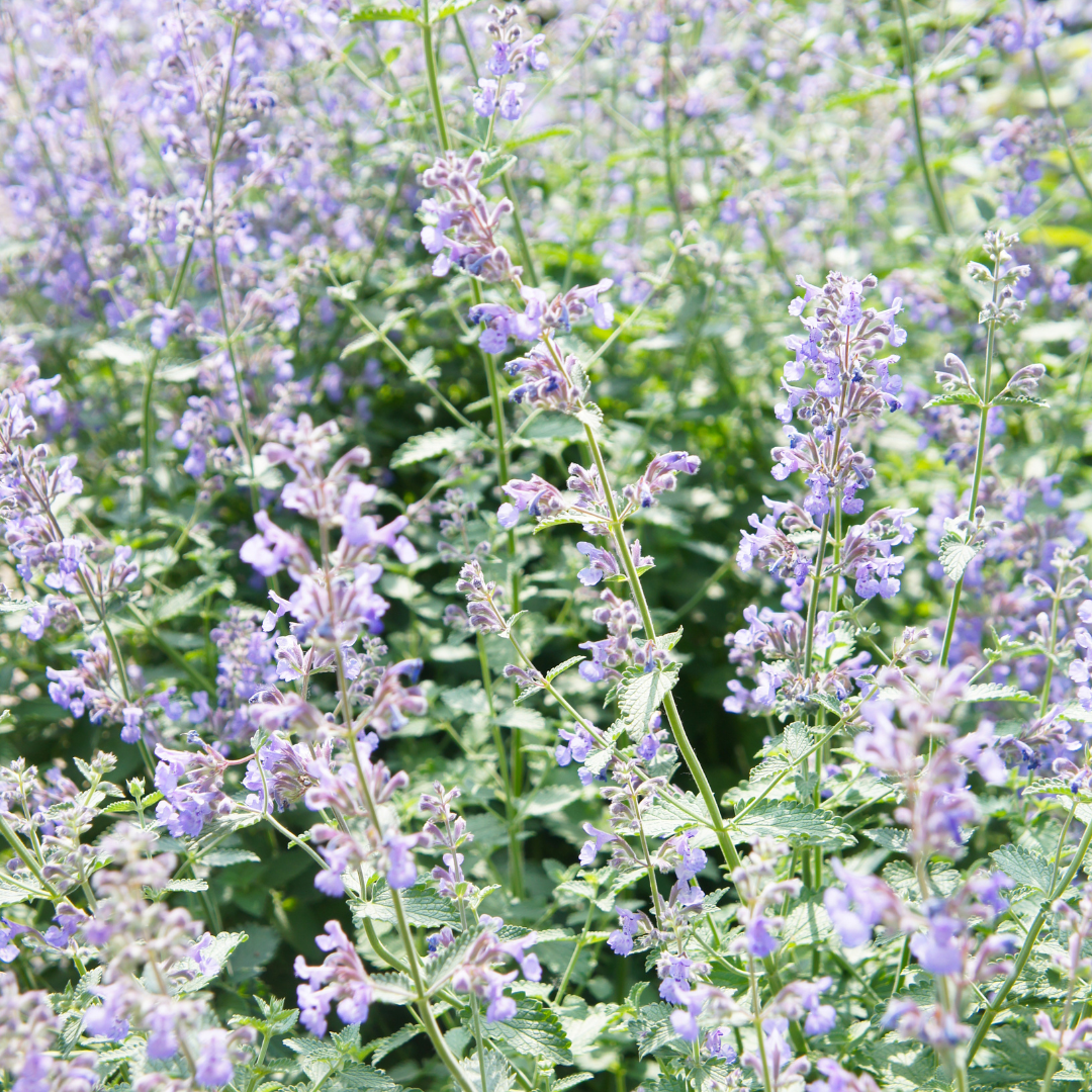 60x Nepeta faassenii - ↕10-25cm - Ø9cm