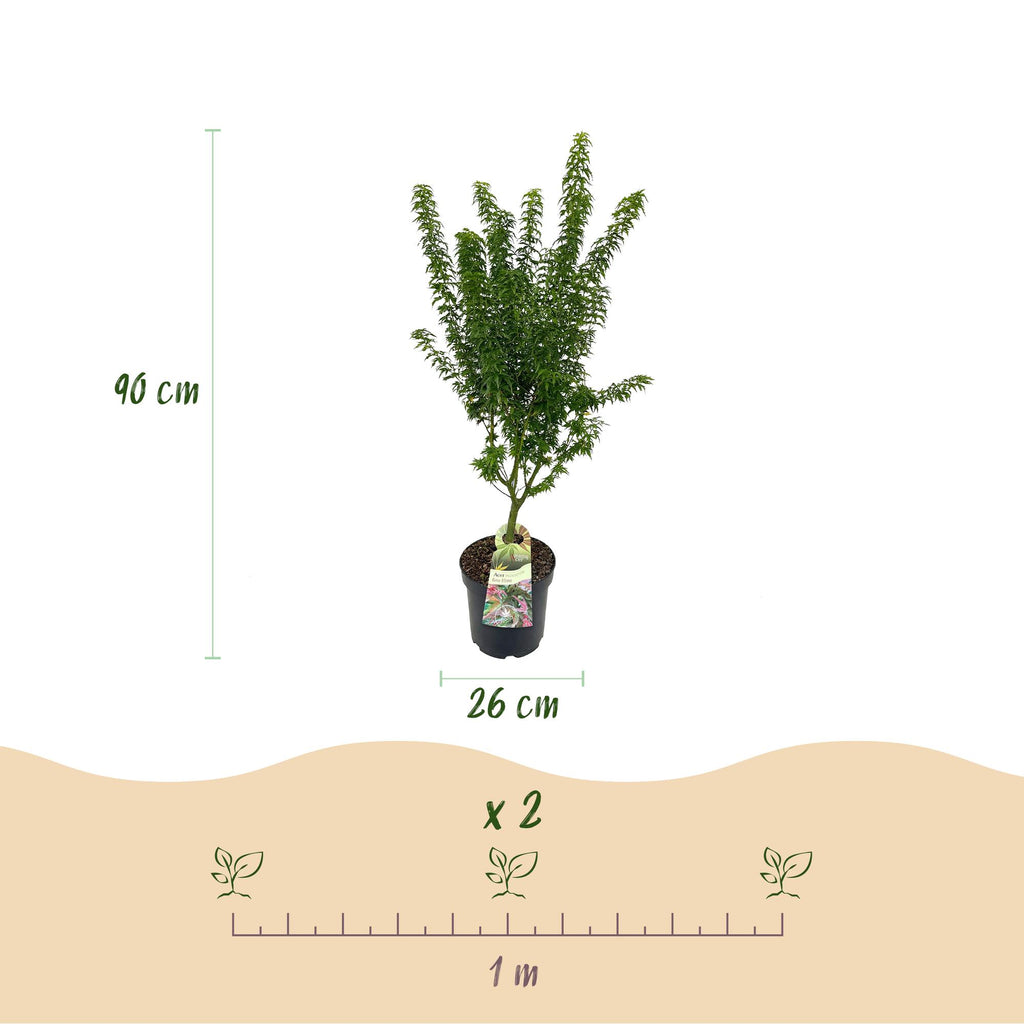 Tuinplant - Acer palmatum Koto Hime - Japanse Esdoorn - Bladverliezend - Groen - 1 - Pot 26cm - Hoogte 90cm