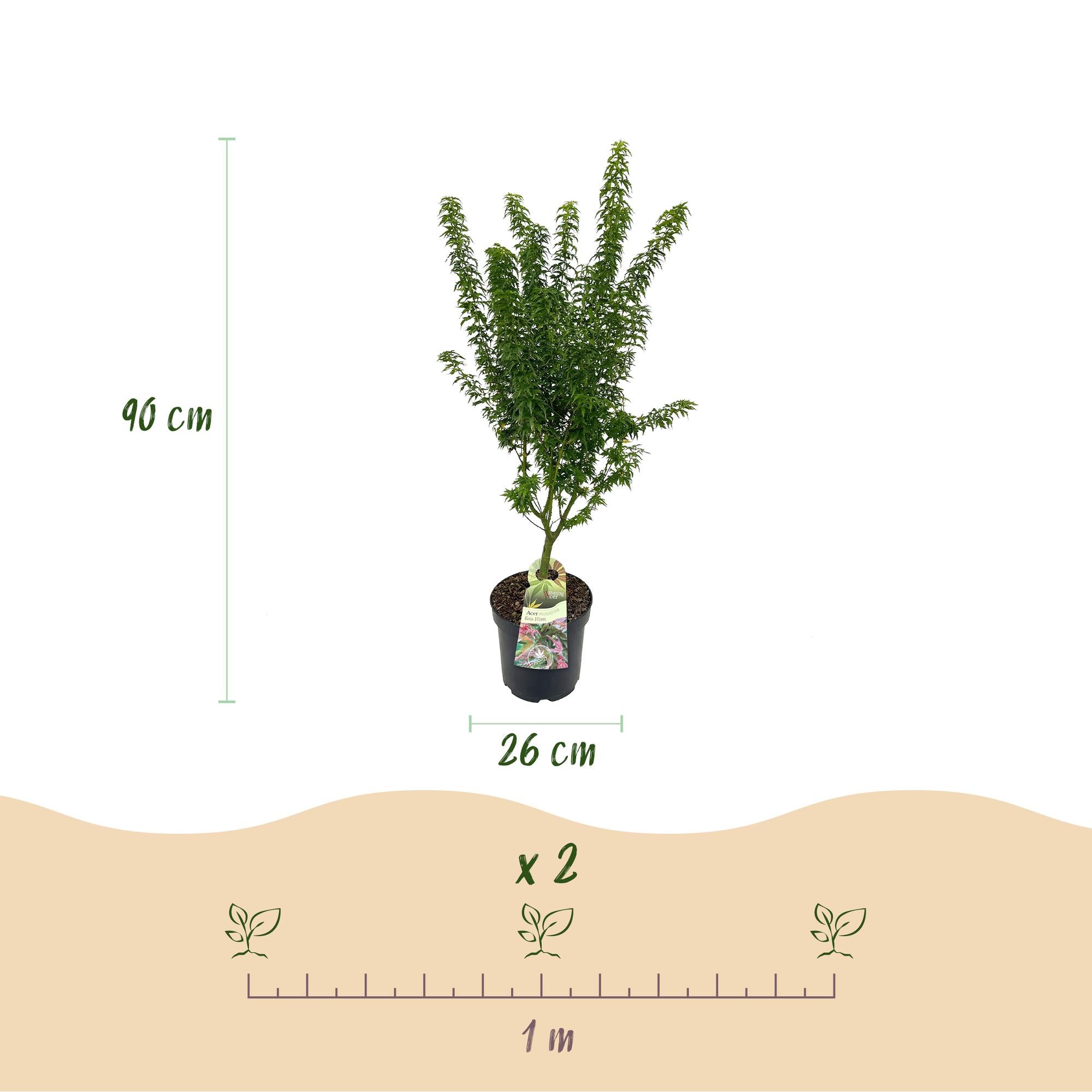 Tuinplant - Acer palmatum Koto Hime - Japanse Esdoorn - Bladverliezend - Groen - 1 - Pot 26cm - Hoogte 90cm