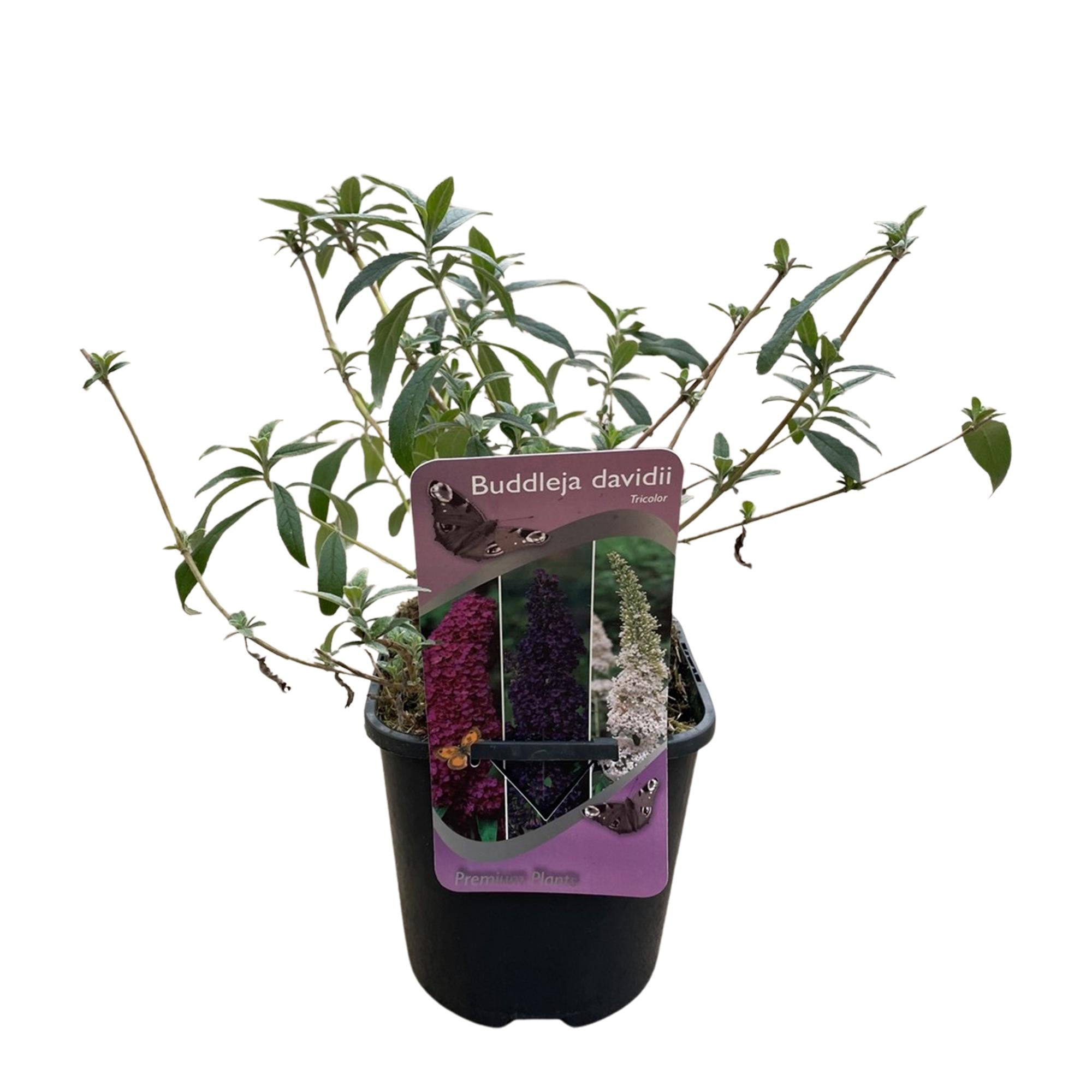 Vlinderstruik - Buddleja davidii Tricolour - Bloem Roze , Wit en Paars - 1 Plant - Bladverliezend - Vlinderlokkend -  Pot 17cm Hoogte 30cm