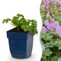 Vasteplant - Geranium macr. Czakor - Ooievaarsbek - Bodembedekkend - Paars-Roze - 24 Planten - Pot 11cm - Hoogte 15-25cm