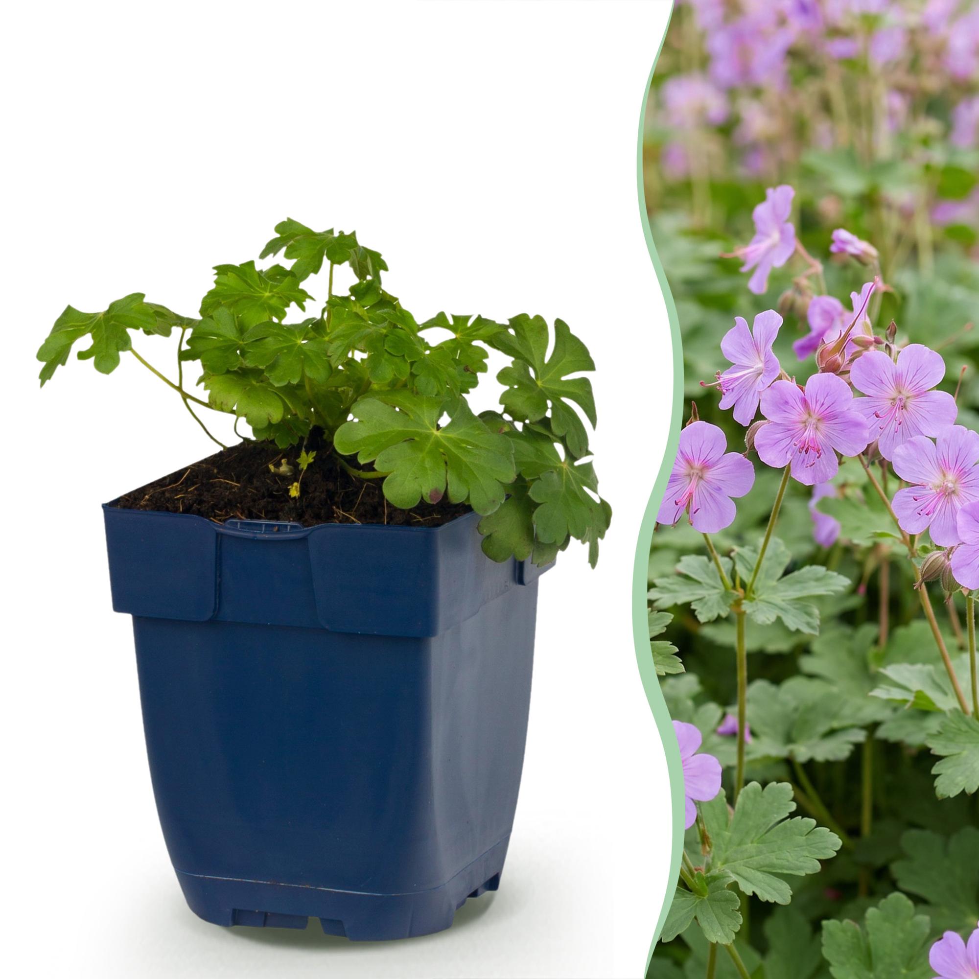 Vasteplant - Geranium macr. Czakor - Ooievaarsbek - Bodembedekkend - Paars-Roze - 24 Planten - Pot 11cm - Hoogte 15-25cm