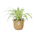 Chlorophytum Comosum Variegatum in ELHO Vibes Fold 14cm geel