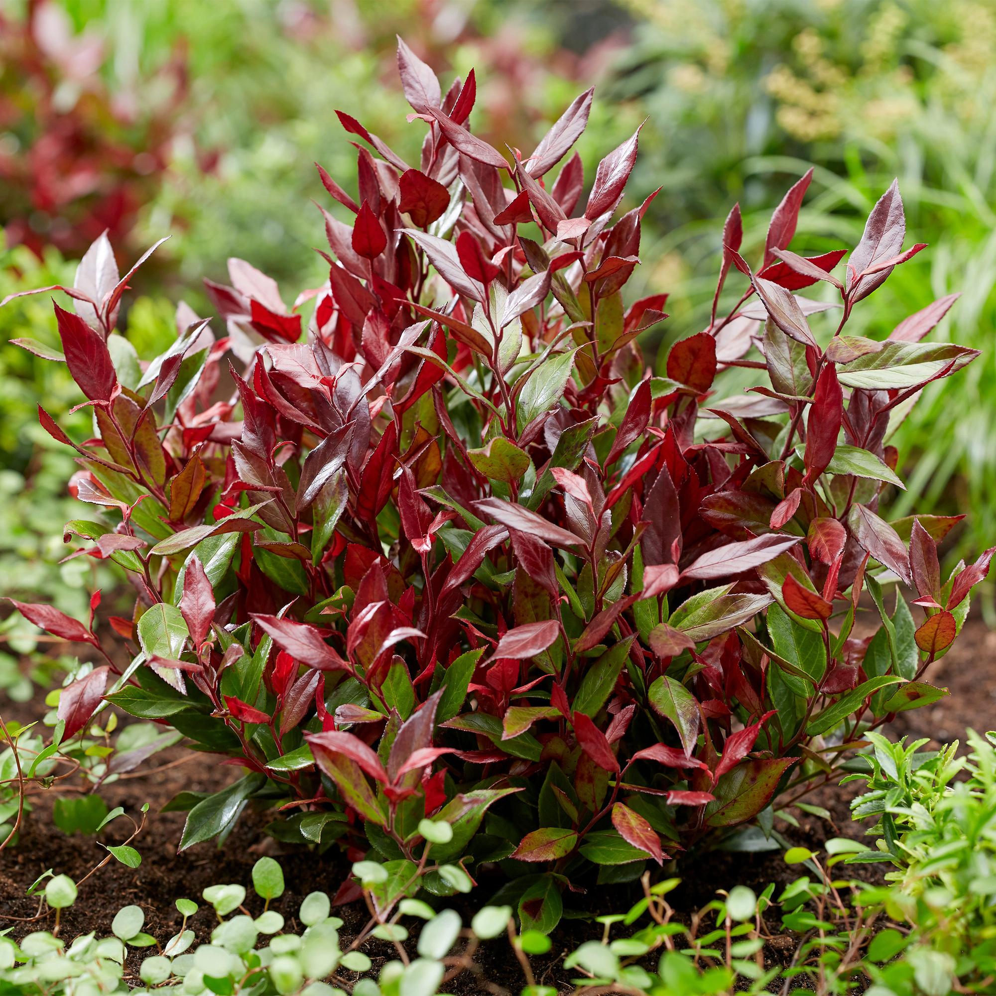 Tuinplant - Leucothoe Little Flame - Rood - 1 Plant - Groenblijvend - Weinig Onderhoud - Pot 17cm Hoogte 40cm