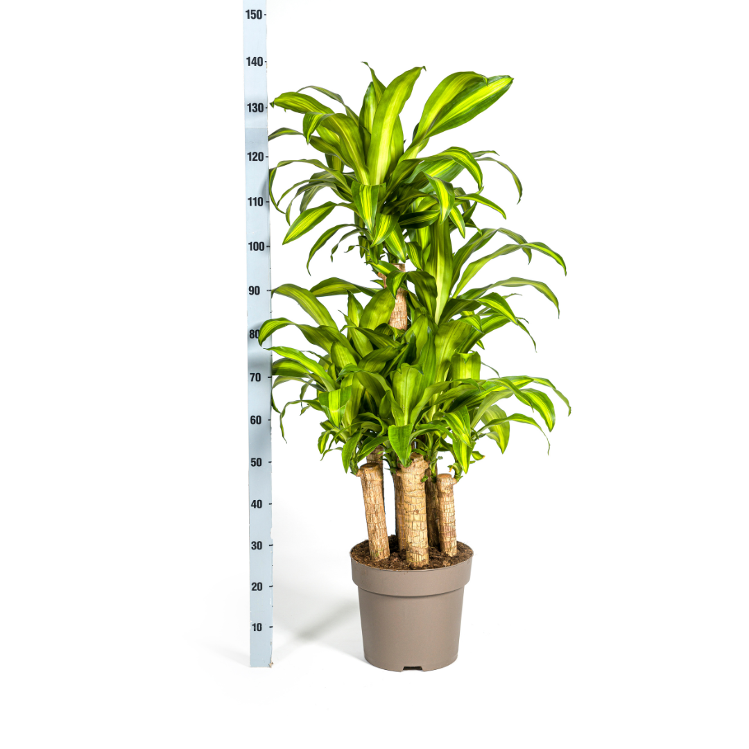 Dracaena Fragrans Massangeana Carrousel Ø30cm - ↕130 - 150cm