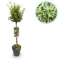Plant op Stam - Euonymus fortunei Emerald Gaiety -Terras Plant - Bladhoudend - Winterhard - Groen-Grijs Blad - Pot 19cm Hoogte 90cm