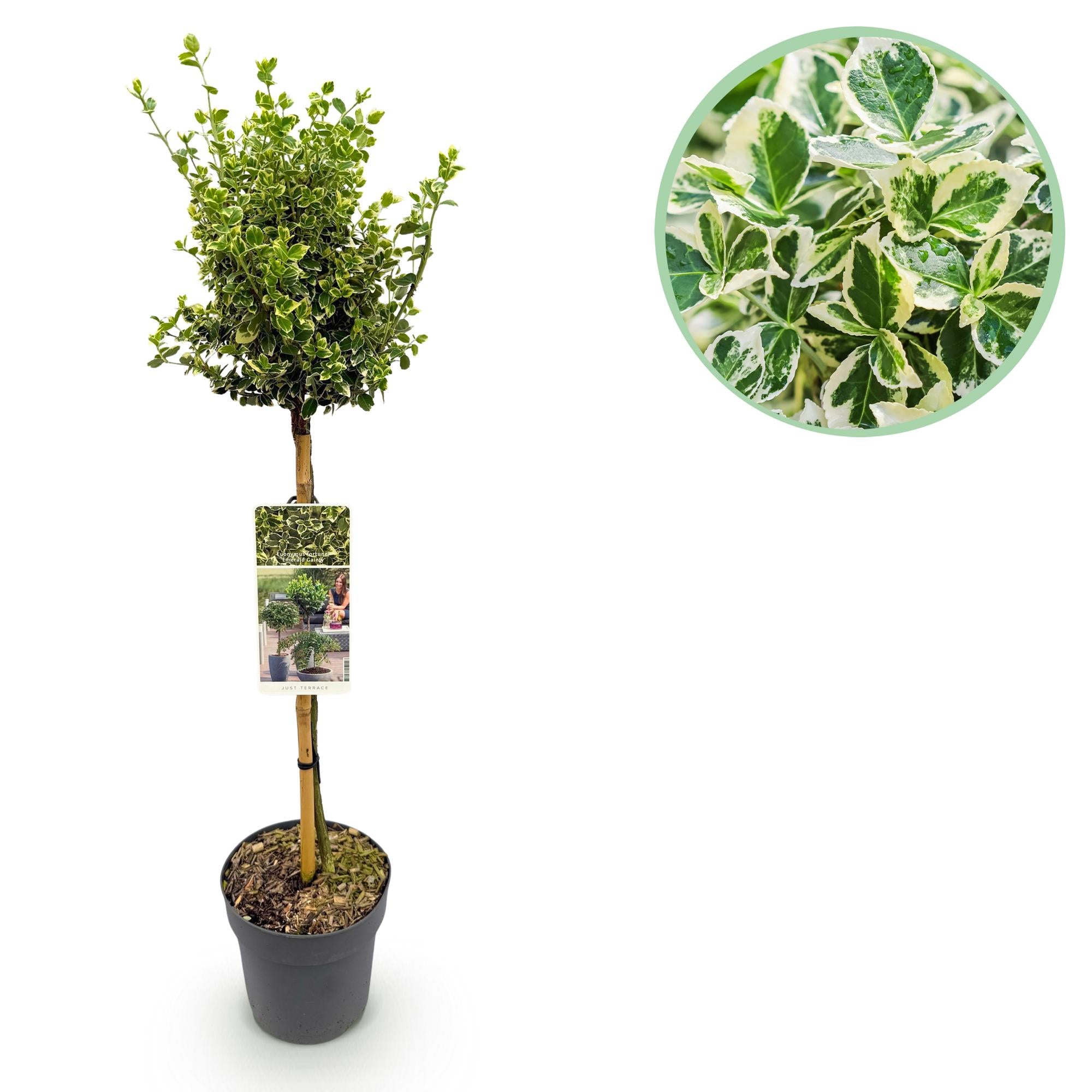 Plant op Stam - Euonymus fortunei Emerald Gaiety -Terras Plant - Bladhoudend - Winterhard - Groen-Grijs Blad - Pot 19cm Hoogte 90cm