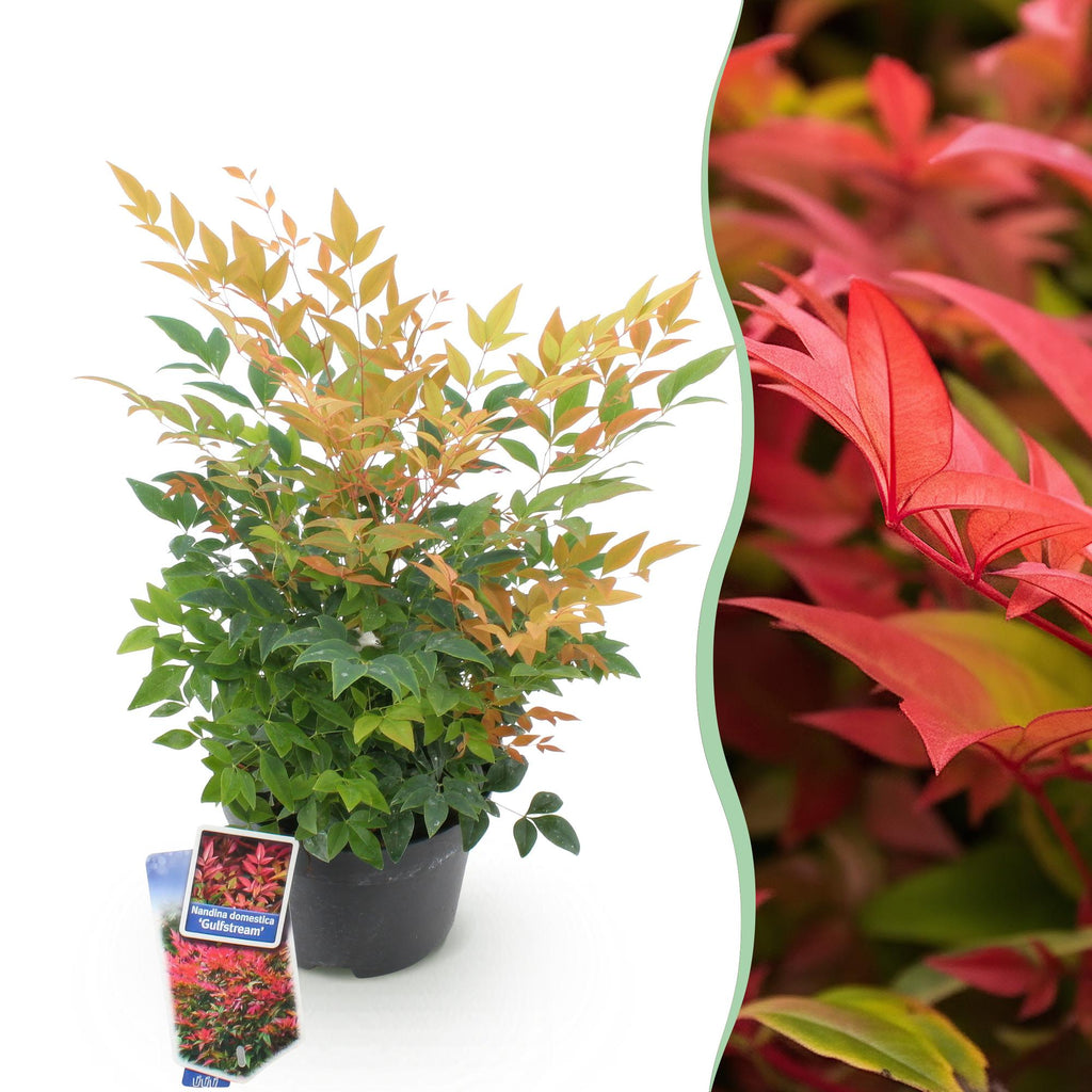 Tuinplant - Nandina Gulfstream - Oranje - 1 Plant - Groenblijvend - Weinig Onderhoud - Pot 17cm Hoogte 45cm