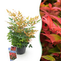 Tuinplant - Nandina Gulfstream - Oranje - 1 Plant - Groenblijvend - Weinig Onderhoud - Pot 17cm Hoogte 45cm