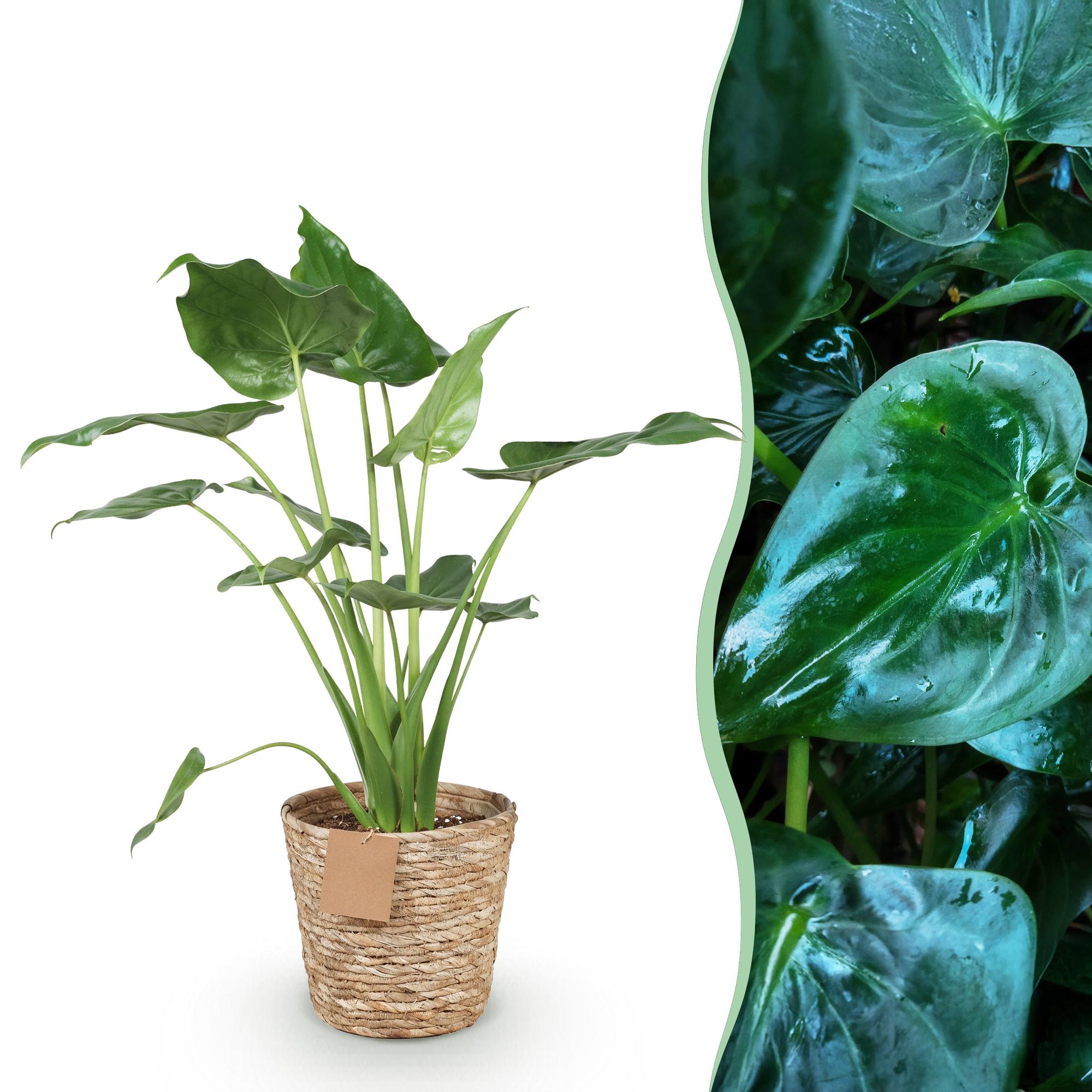 Green is... Kamerplanten - Alocasia Cucullata - Boeddha,s hand - Weinig onderhoud - met mand - Groen - 1 Plant - Pot 21cm - Hoogte 65-70cm