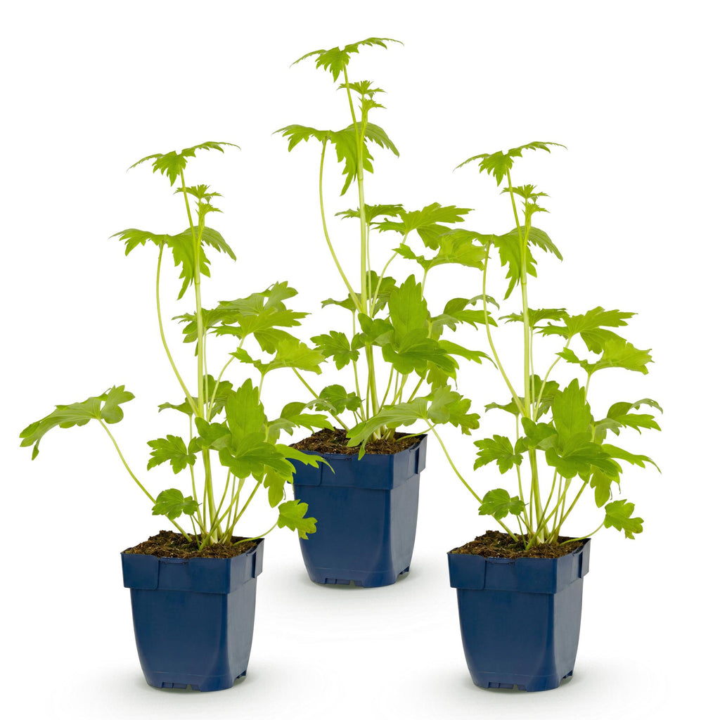 Vasteplant - Delphinium (P) Blue Bird - Ridderspoor - Bijen en Vlinderlokkers - Blauw - 3 Planten - Pot 11cm - Hoogte 15-25cm