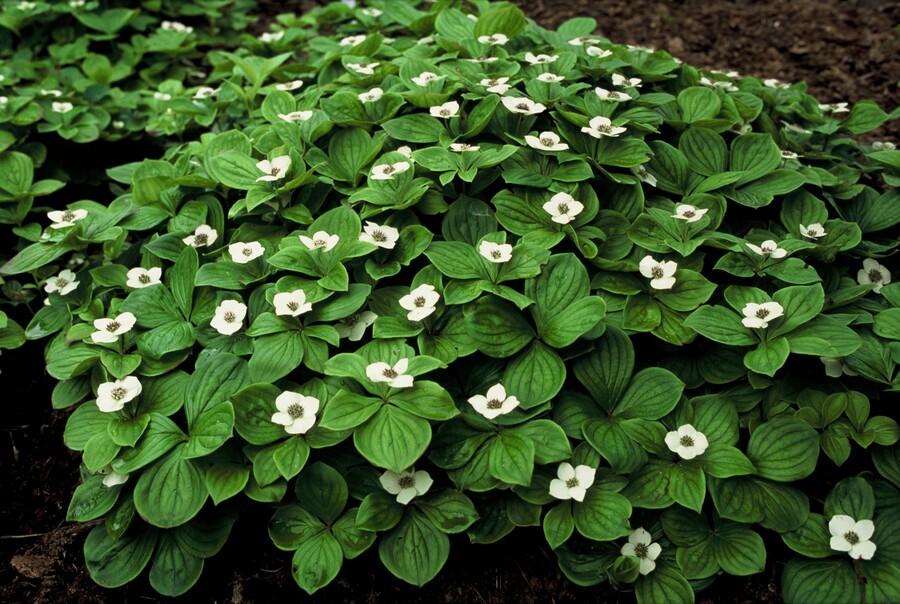 48x Cornus canadensis - ↕10-25cm - Ø9cm