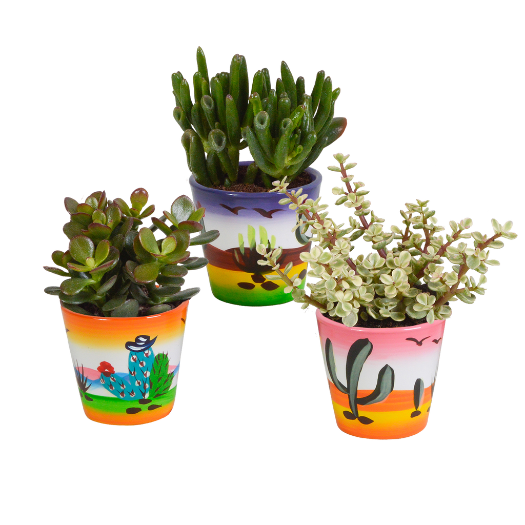 Crassula mix 8.5 cm - 3x - in Mexicaanse pot
