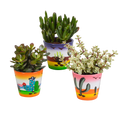 Crassula mix 8.5 cm - 3x - in Mexicaanse pot