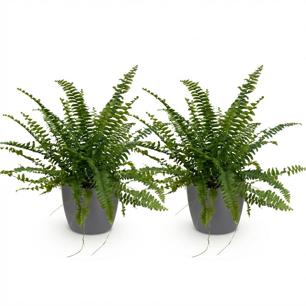 Kamerplant - Nephrolepsis exaltata Green Lady - Varen - Huisdiervriendelijke Plant - Groen - 2 Planten - met Potter Grijs - Pot 12cm - Hoogte 25cm