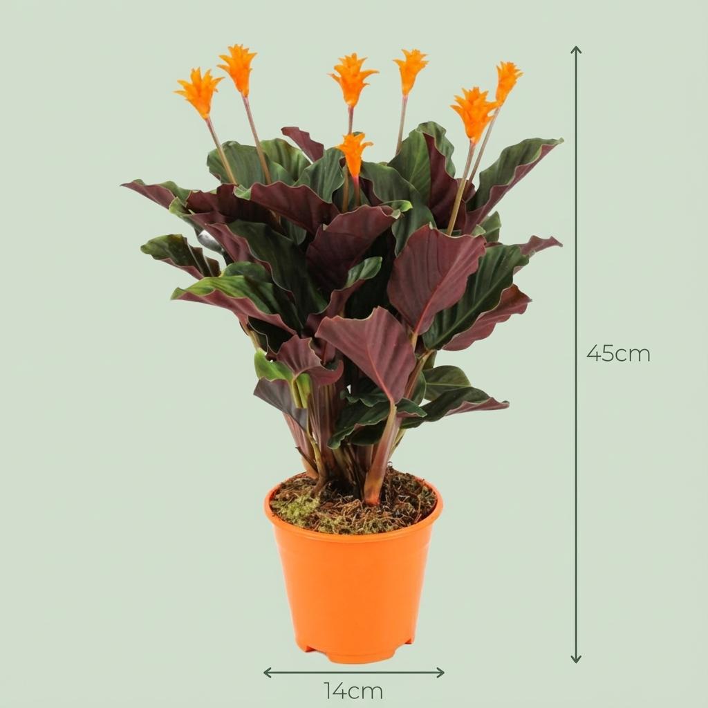 Calathea Crocata - Ø 14 cm - Hoogte: 40 - 45cm